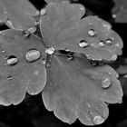 Wassertropfen auf Blatt