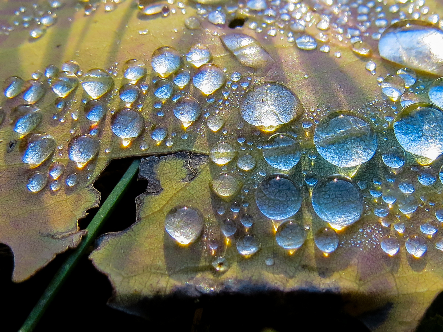 Wassertropfen auf Blatt