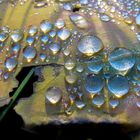 Wassertropfen auf Blatt