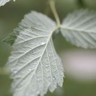 Wassertropfen auf Blatt