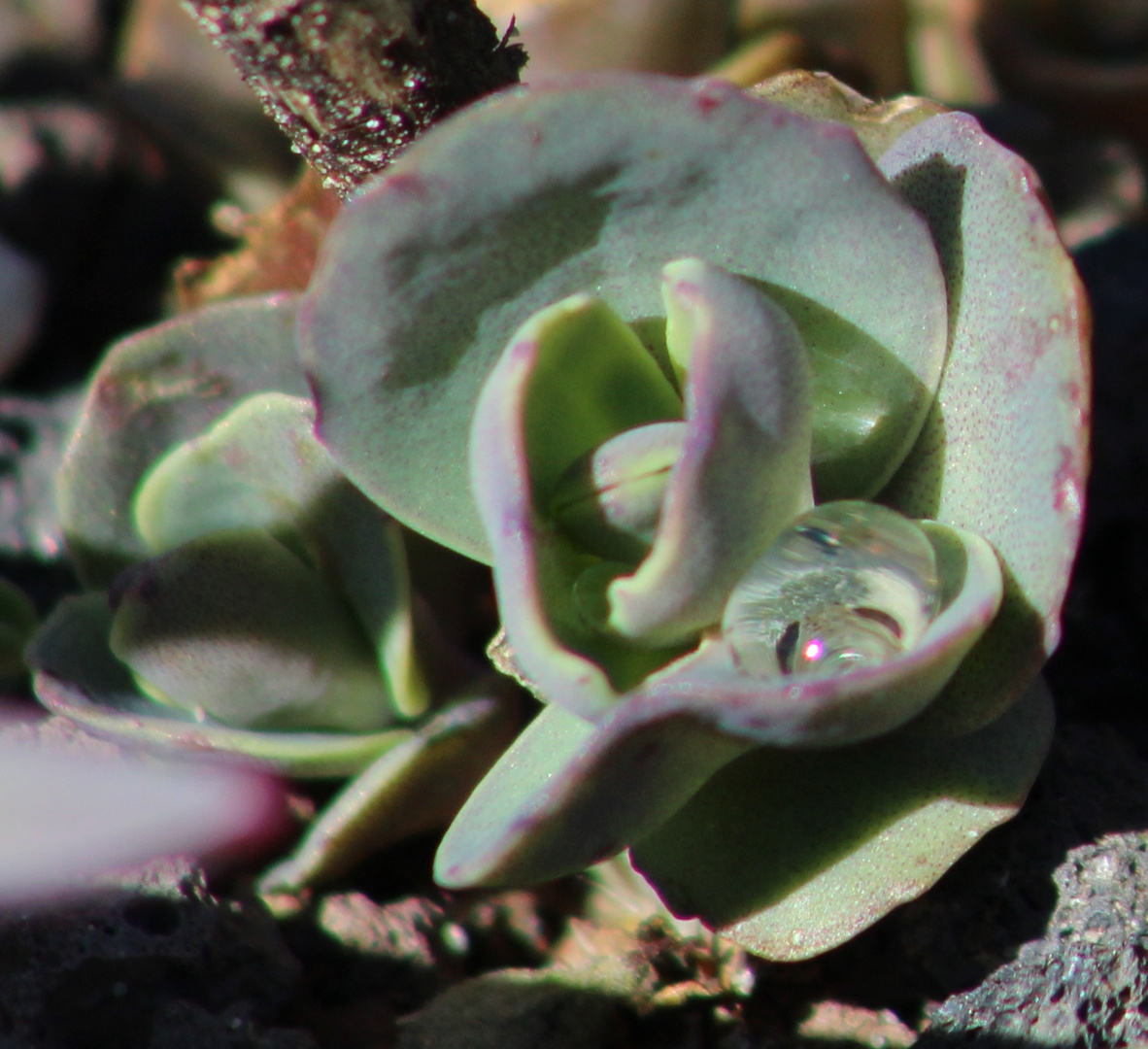 Wassertropfen auf Blatt