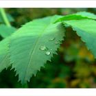 Wassertropfen auf Blatt