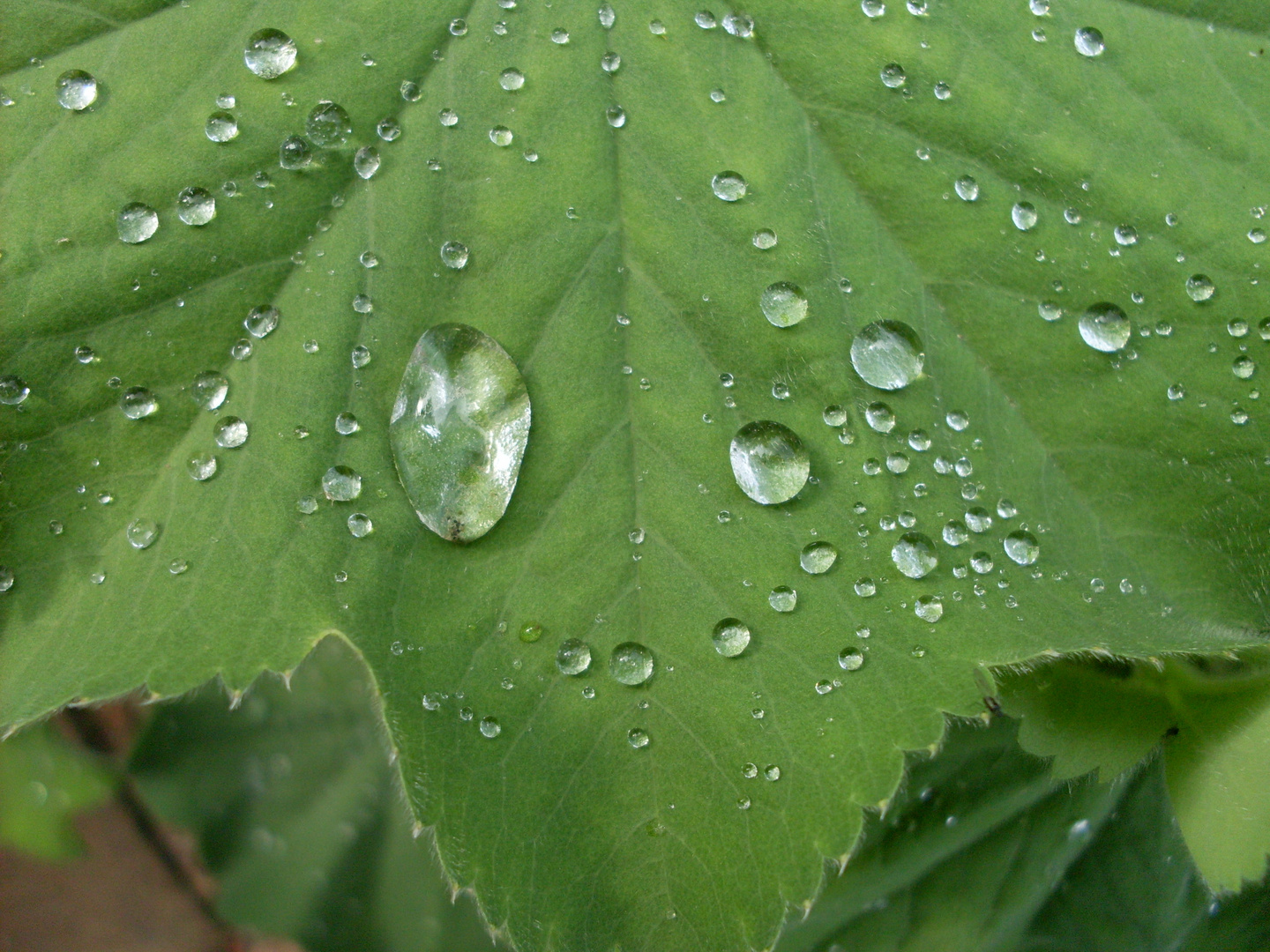 Wassertropfen auf Blatt