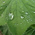 Wassertropfen auf Blatt