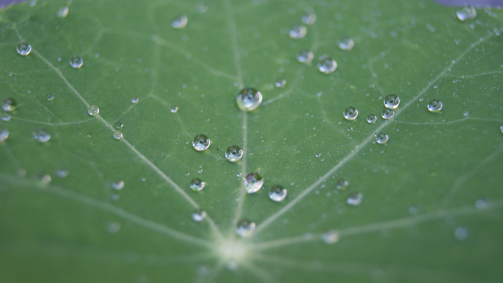 Wassertropfen auf Blatt