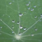 Wassertropfen auf Blatt