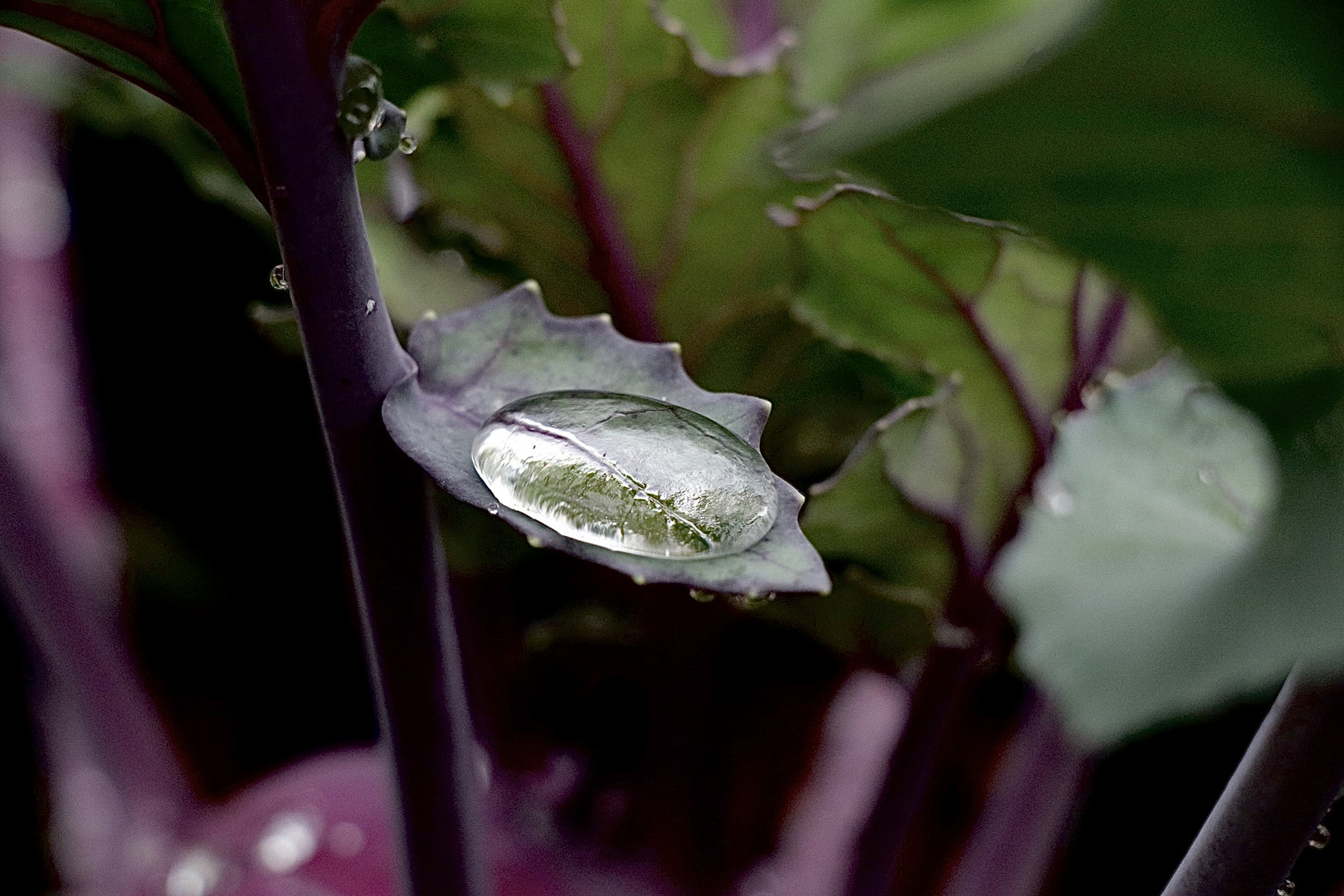 Wassertropfen auf Blatt