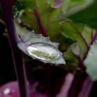 Wassertropfen auf Blatt