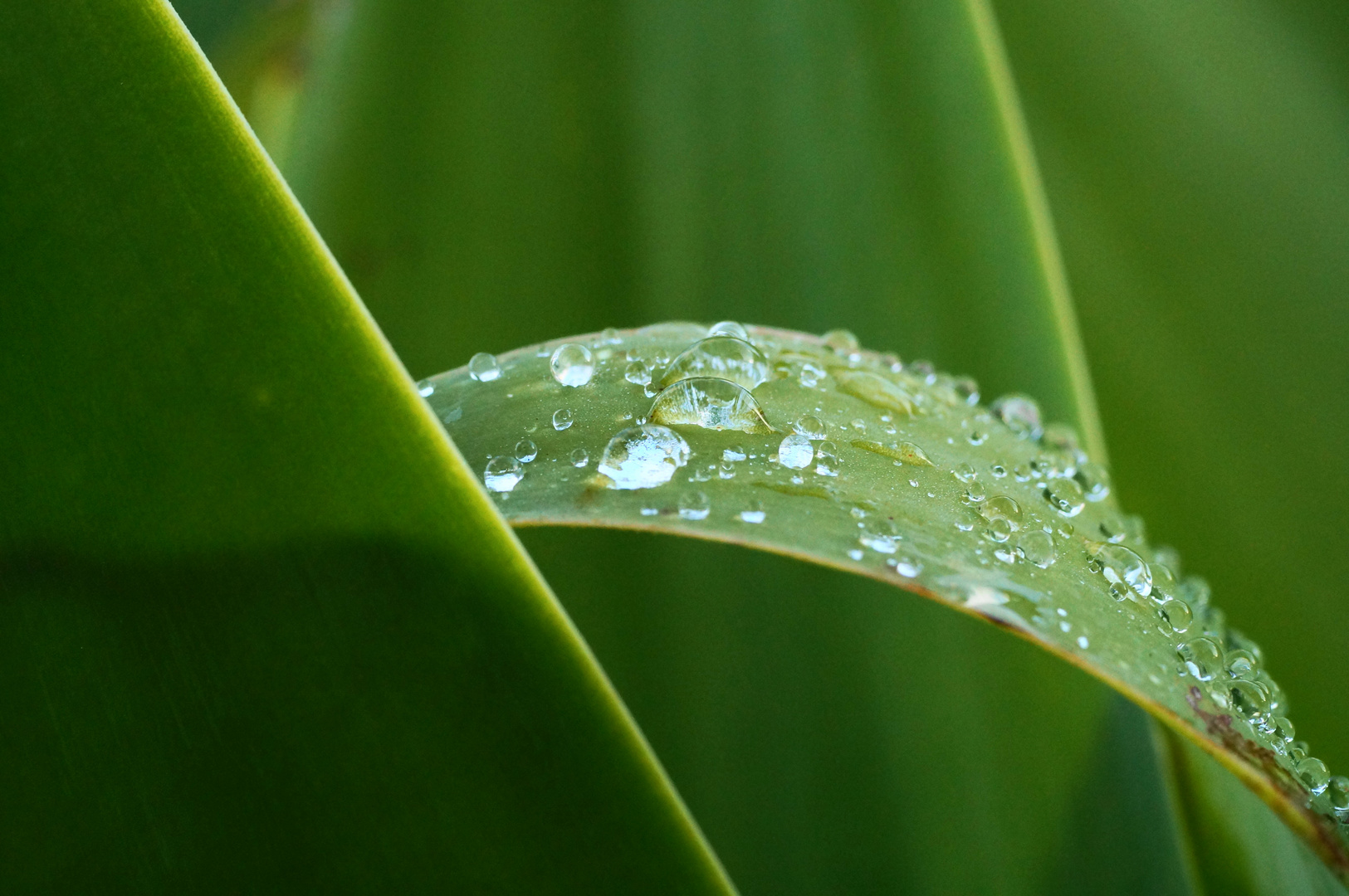 Wassertropfen auf Blatt