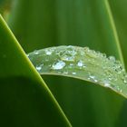 Wassertropfen auf Blatt