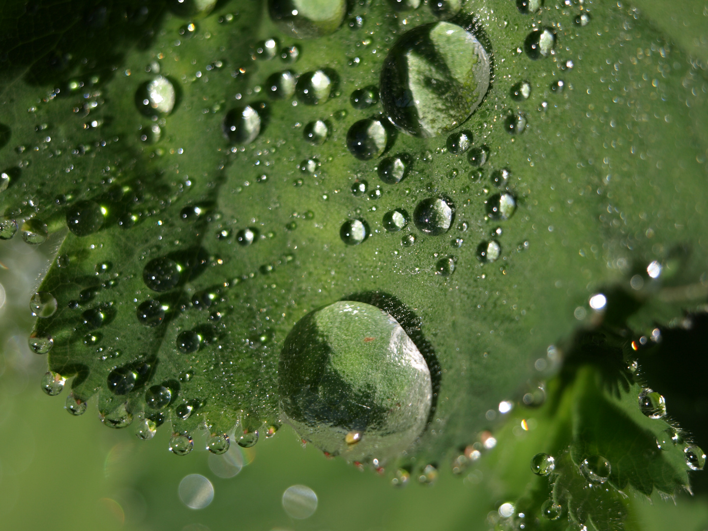 Wassertropfen auf Blatt