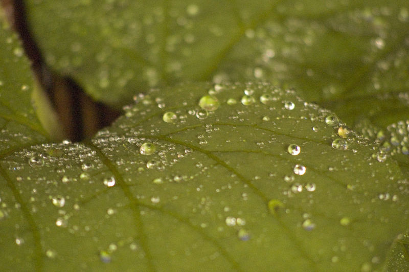 Wassertropfen auf Blatt