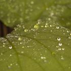 Wassertropfen auf Blatt