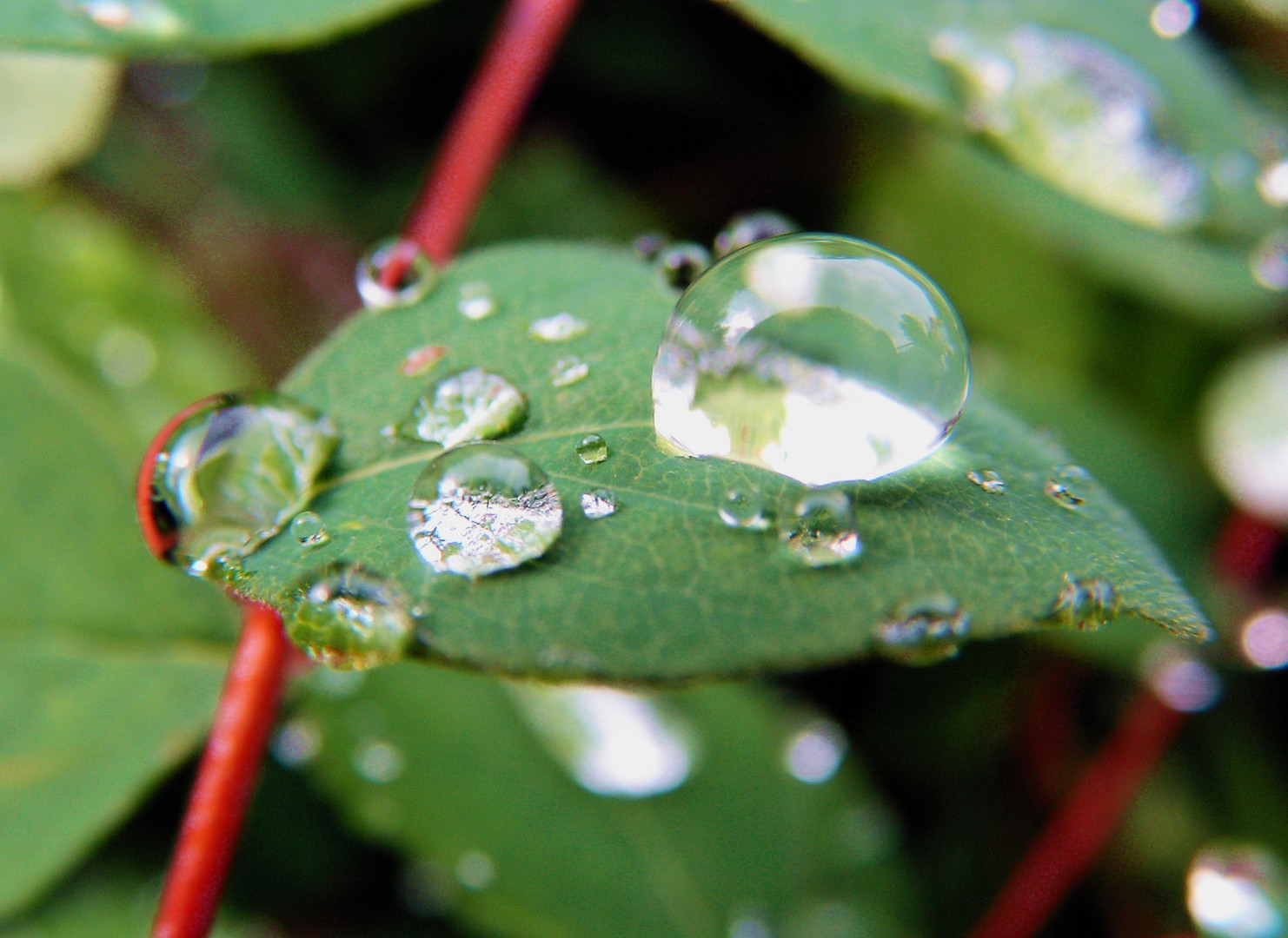 Wassertropfen auf Blatt (die Zweite)