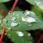 Wassertropfen auf Blatt (die Zweite)