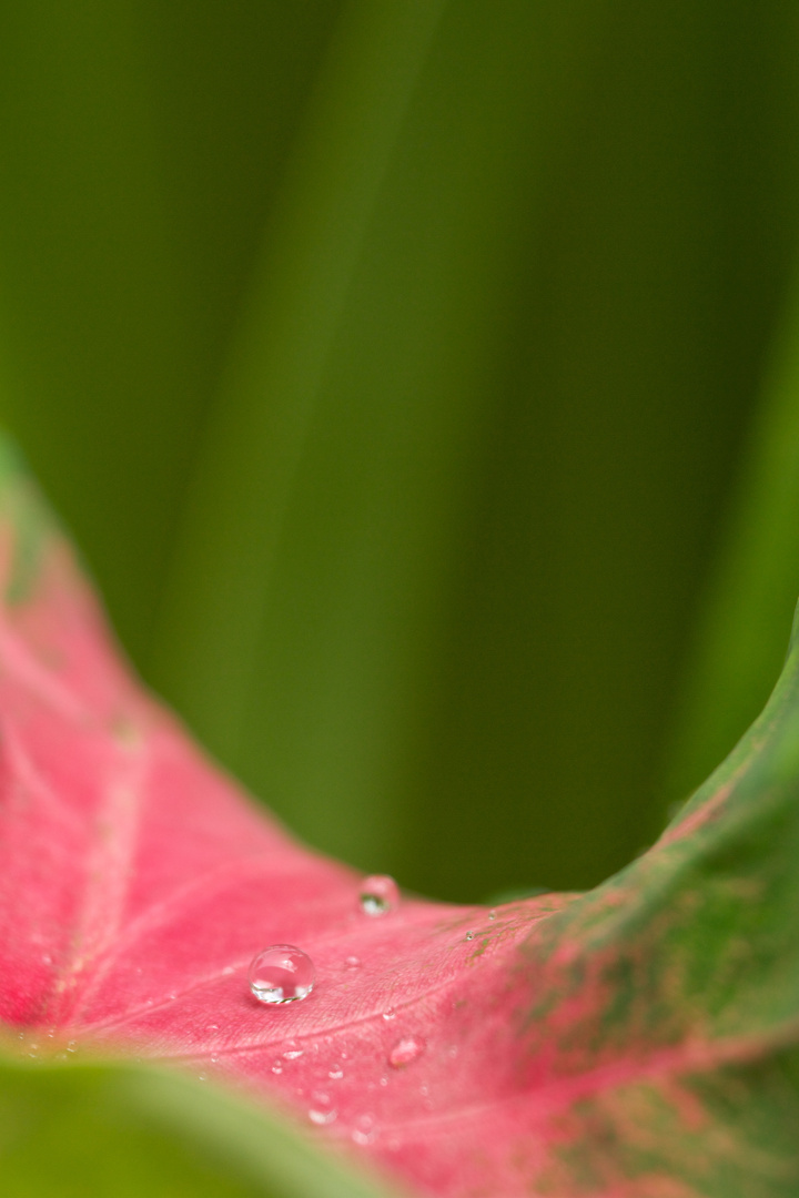 Wassertropfen auf Blatt