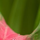 Wassertropfen auf Blatt