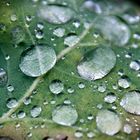 Wassertropfen auf Blatt