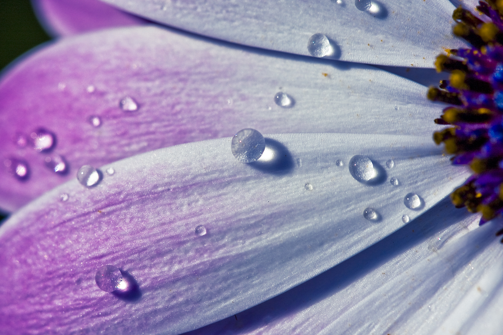 Wassertropfen auf Blüte