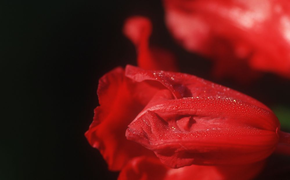 Wassertropfen auf Blüte