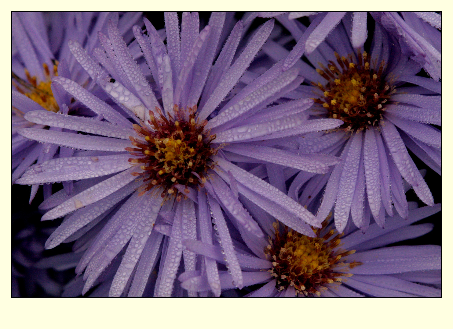 Wassertropfen auf Blume