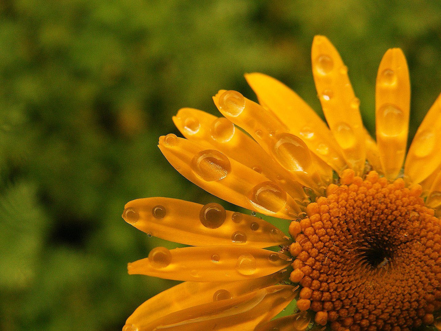 Wassertropfen auf Blume