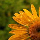 Wassertropfen auf Blume