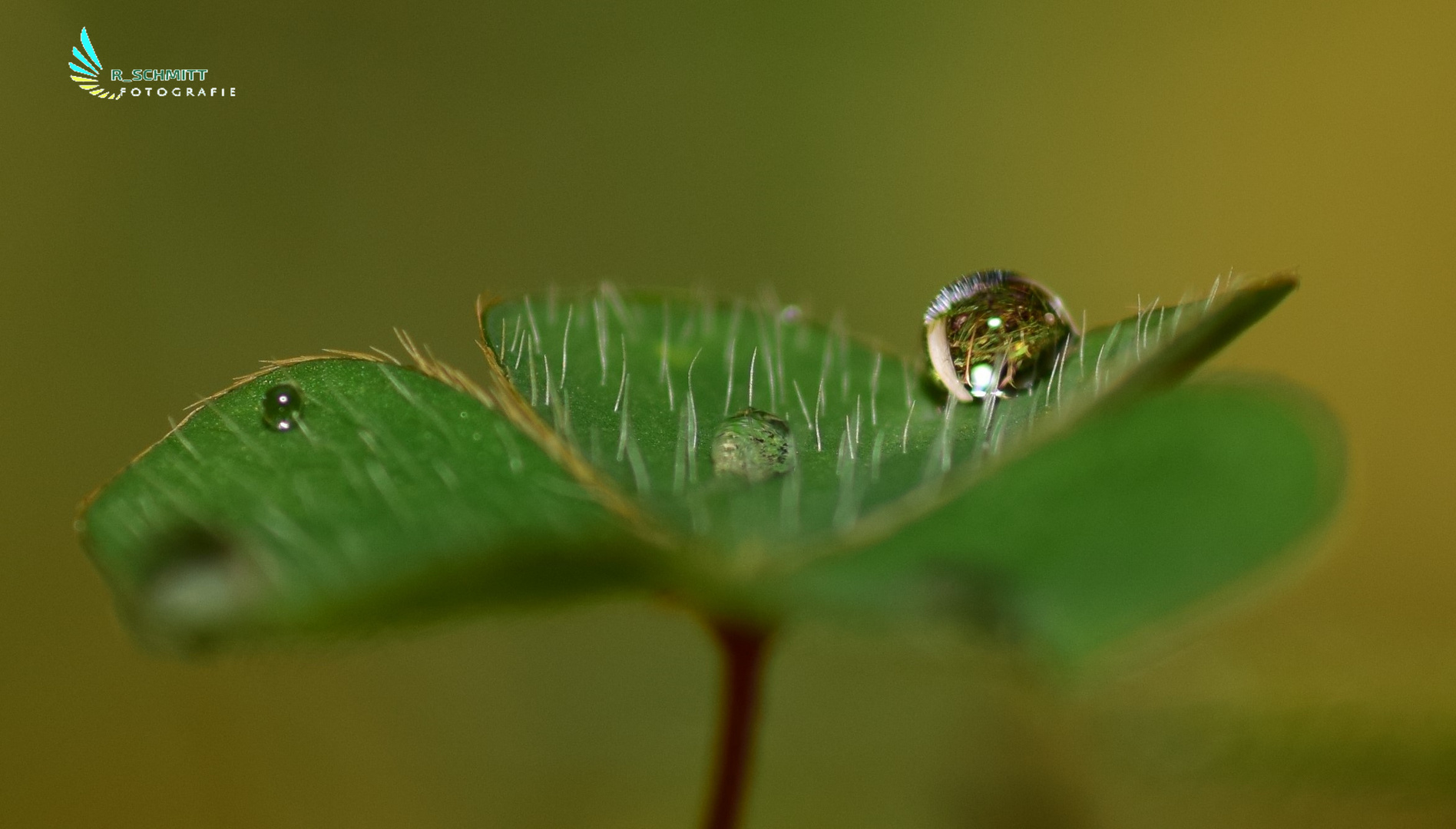 Wassertropfen auf dem Blatt