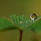 Wassertropfen auf dem Blatt