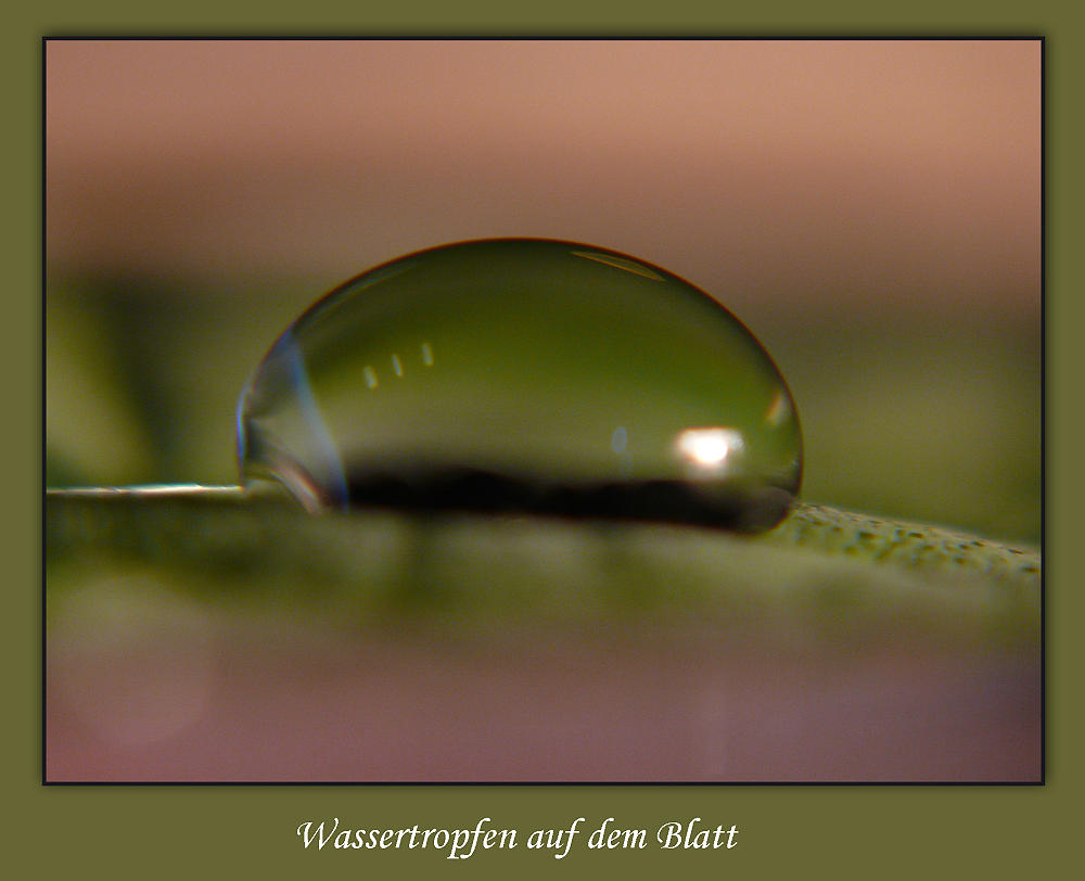 Wassertropfen auf dem Blatt