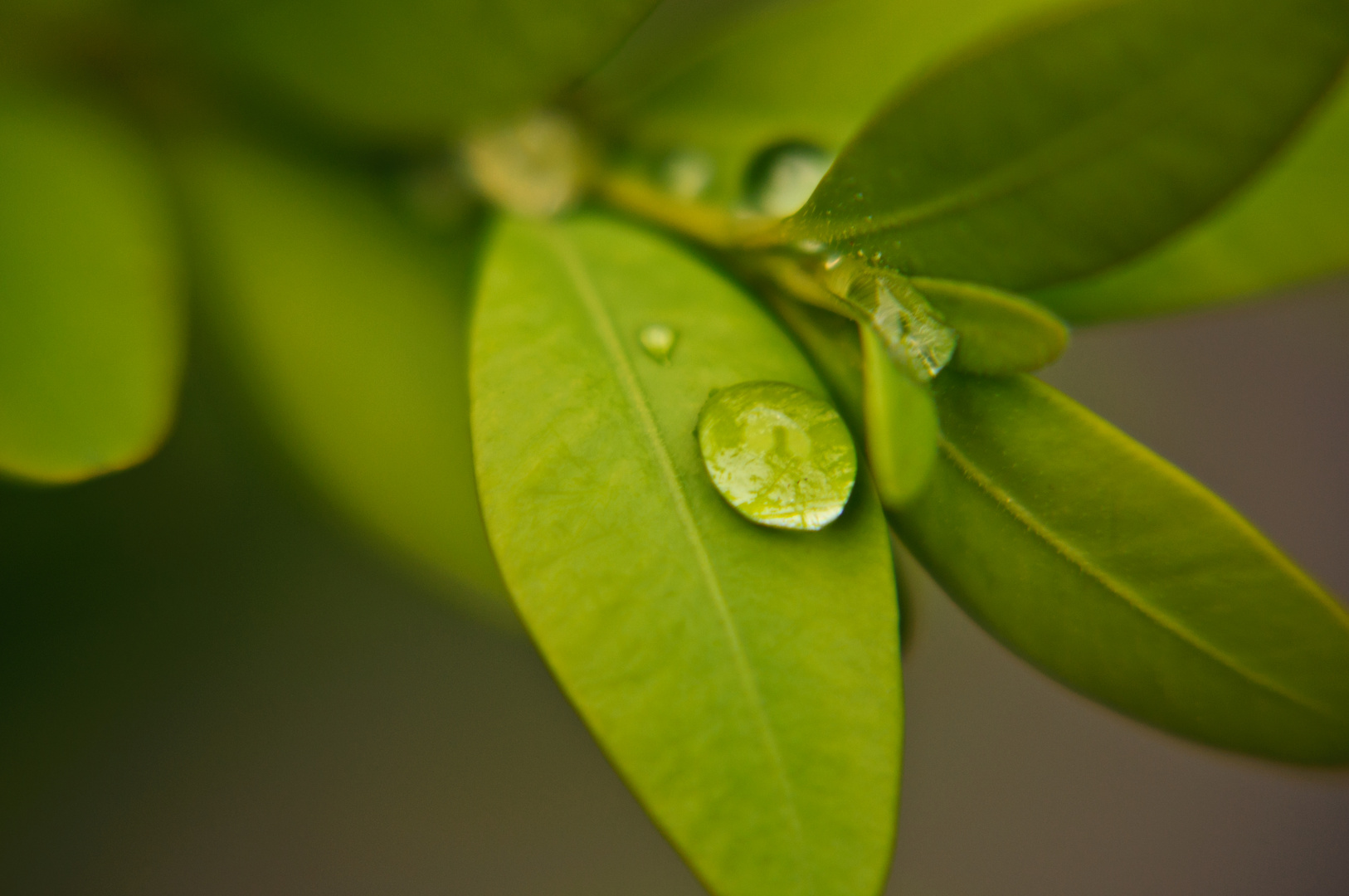 Wassertropfen auf dem Blatt