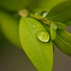 Wassertropfen auf dem Blatt