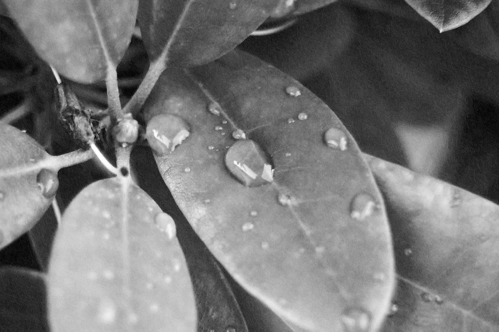 Wassertropfen auf dem Blatt