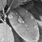 Wassertropfen auf dem Blatt