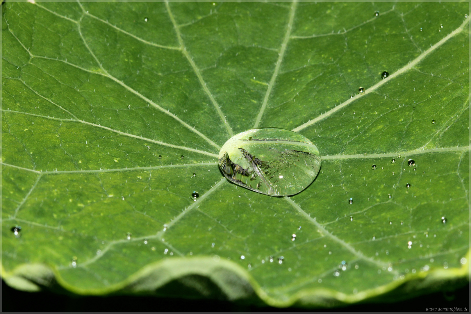 Wassertropfen auf dem Blatt