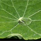 Wassertropfen auf dem Blatt