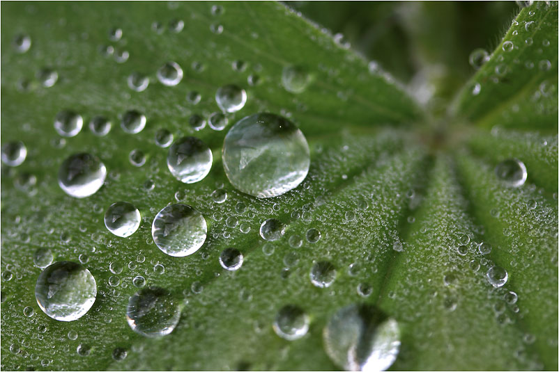 Wassertropfen auf dem Frauenmantel