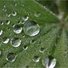 Wassertropfen auf dem Frauenmantel