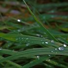 Wassertropfen auf dem Gras