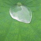 Wassertropfen auf dem Lotusblatt