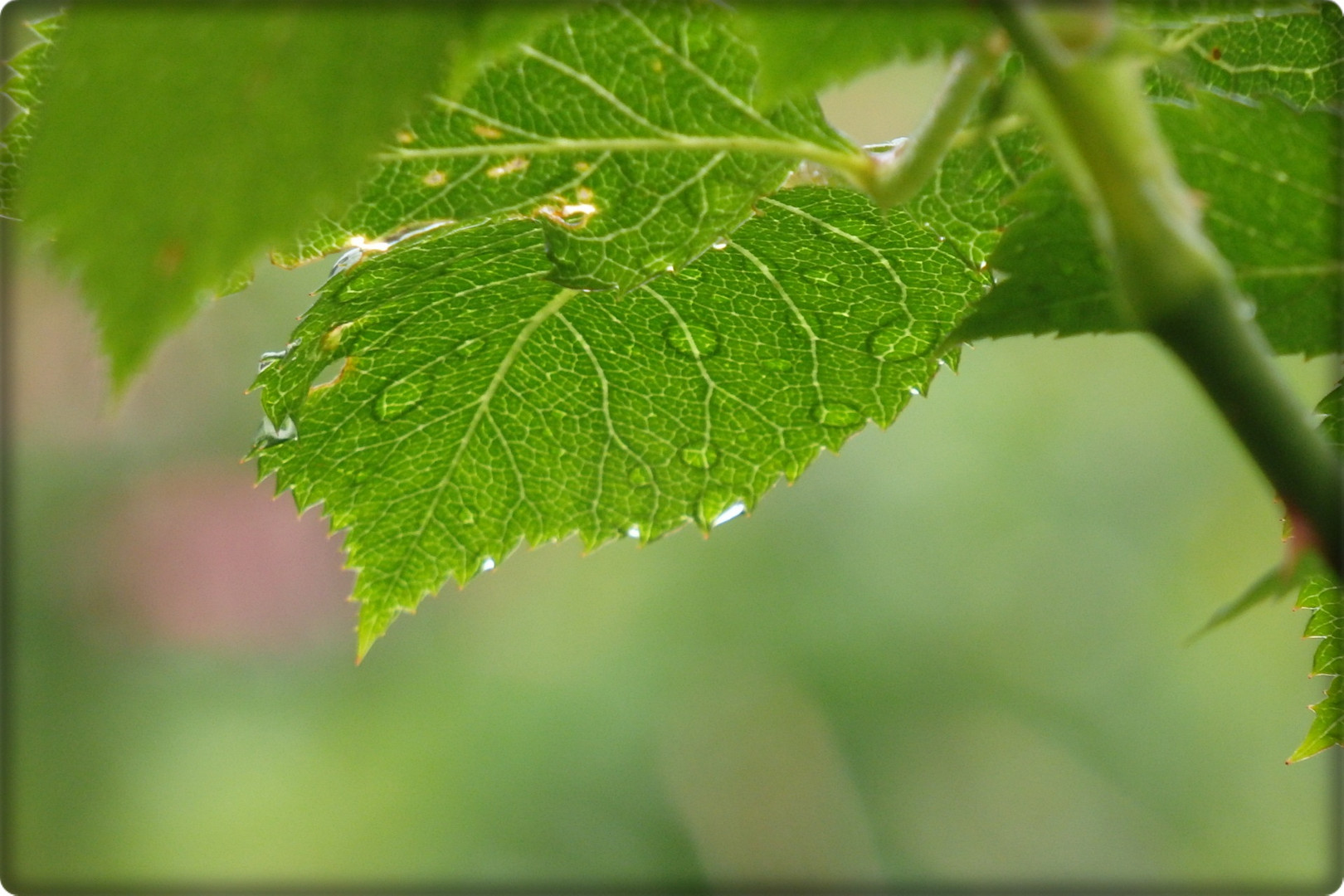 Wassertropfen auf dem Rosenblatt