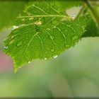 Wassertropfen auf dem Rosenblatt