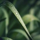 Wassertropfen auf den Blättern der Narzissen