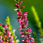 Wassertropfen auf den Blüten