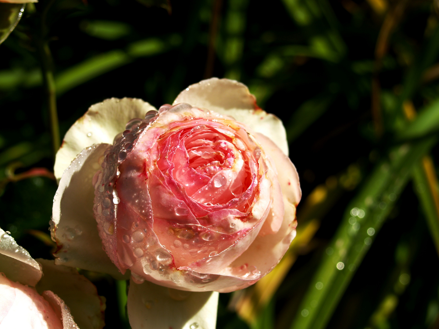 Wassertropfen auf der Rose