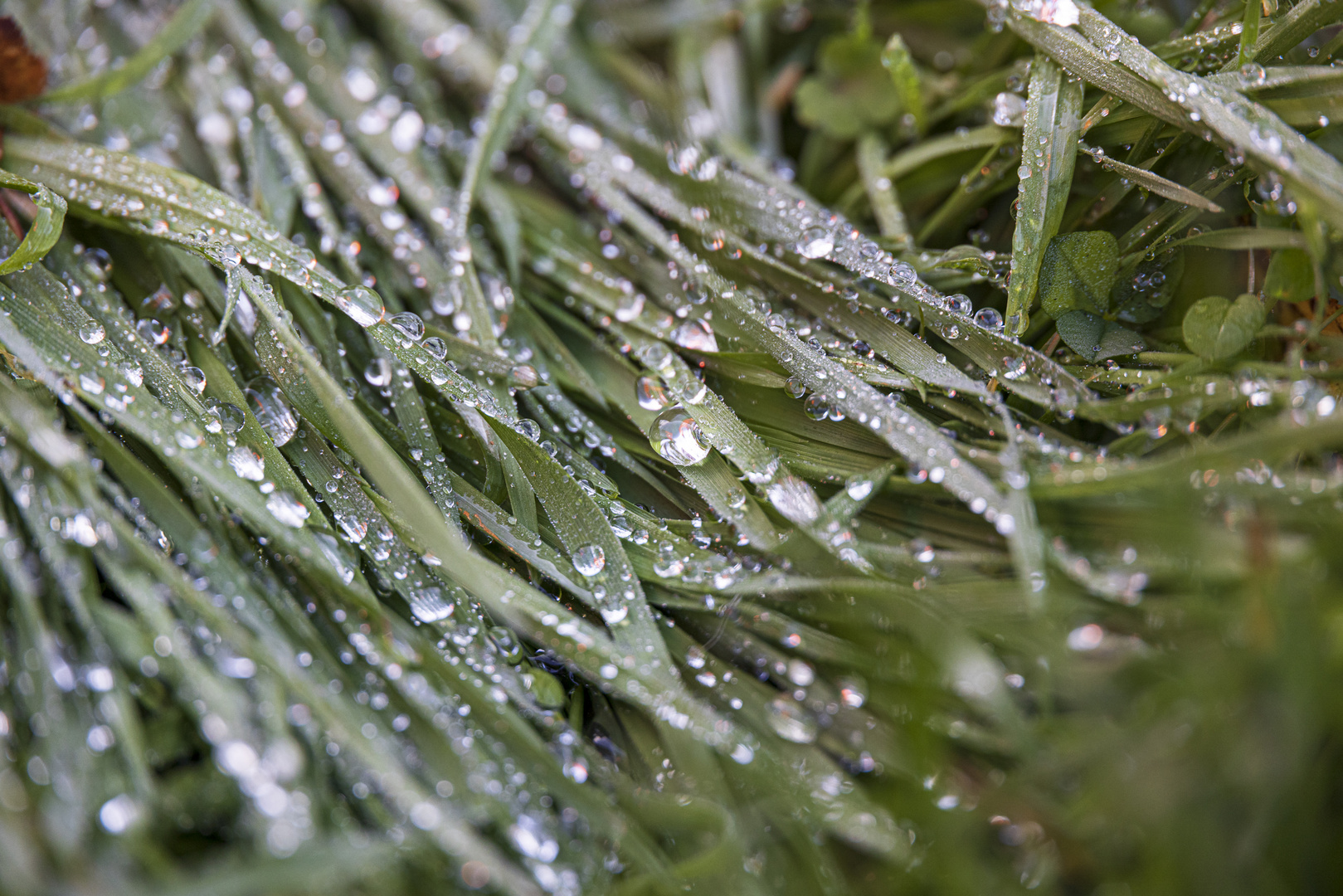 Wassertropfen auf der Wiese-0830