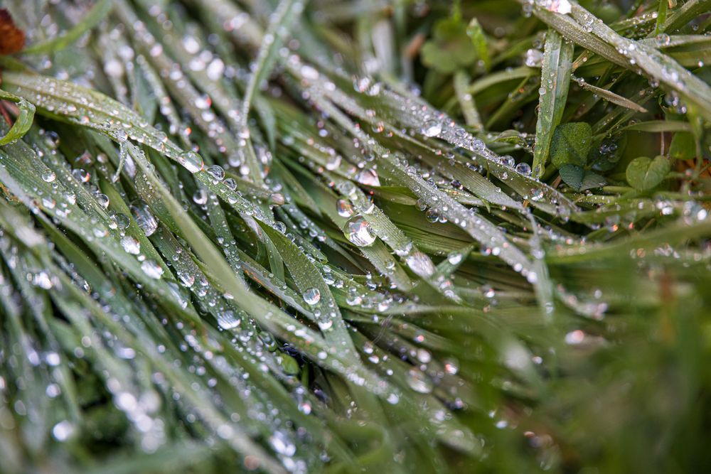 Wassertropfen auf der Wiese-0830