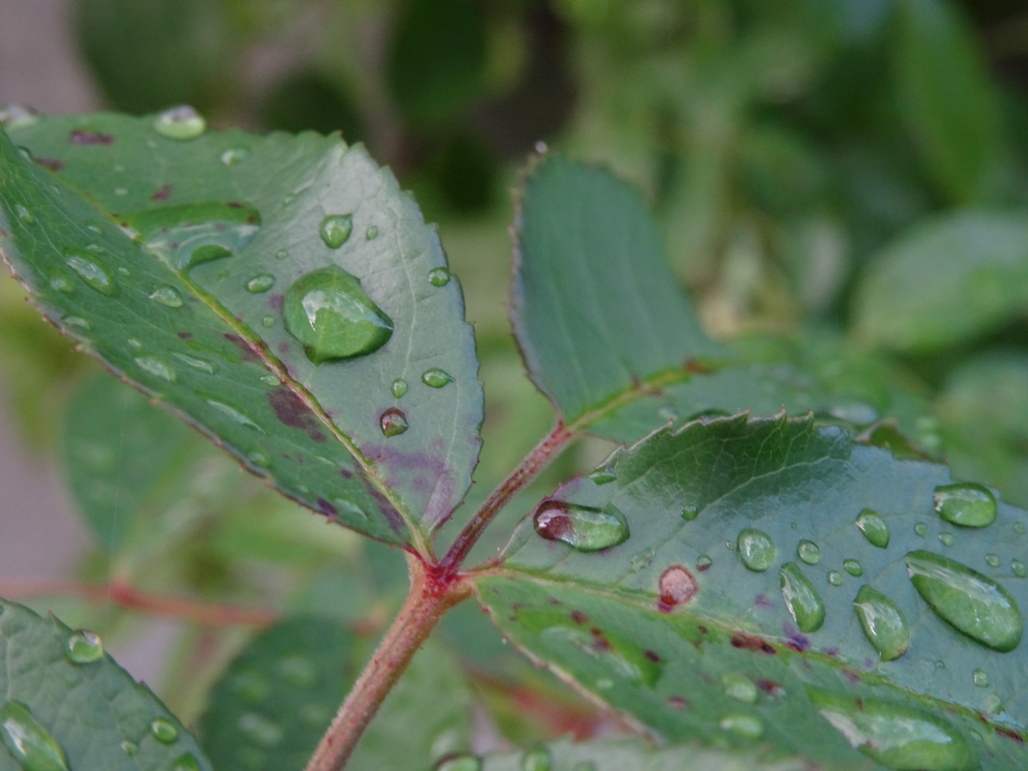 Wassertropfen auf Dornenpflanze