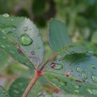 Wassertropfen auf Dornenpflanze