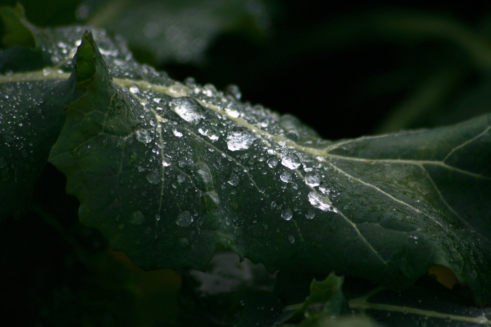 Wassertropfen auf ein Blatt Bild 3